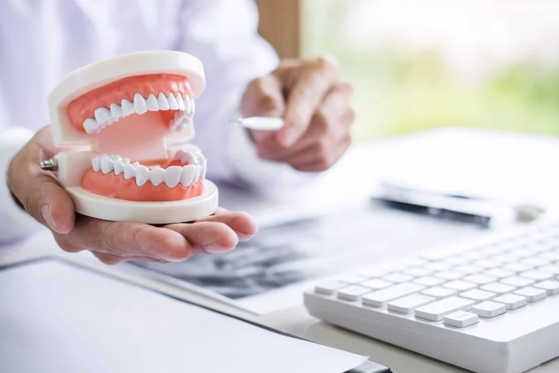 How Many Teeth Do Humans Have